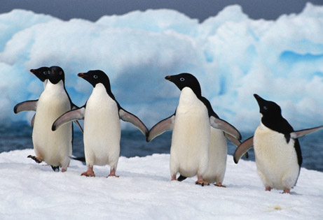penguins_dancing-12138.jpg